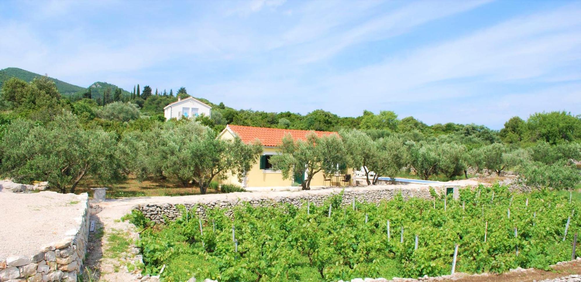 הוילה Račišće Vineyard House & Olive Grove House מראה חיצוני תמונה